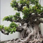 Trồng Cây Si Trước Nhà Có Tốt Không? Điều Cấm Kỵ Khi Trồng Cây Si