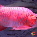 Tìm hiểu về Cá Rồng Huyết Long – Dòng cá có ý nghĩa tâm linh