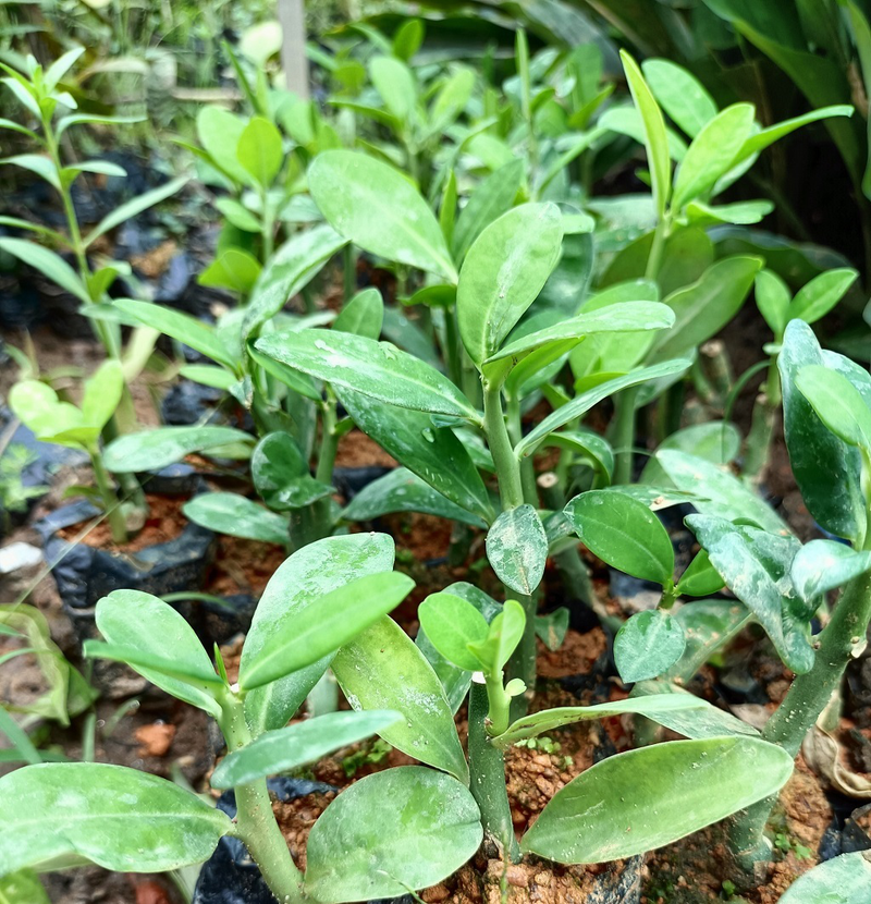 Cây thạch anh và khả năng trị bệnh trong các bài thuốc Y học cổ truyền 1