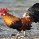 Con gà trong đời sống văn hóa tâm linh người Việt