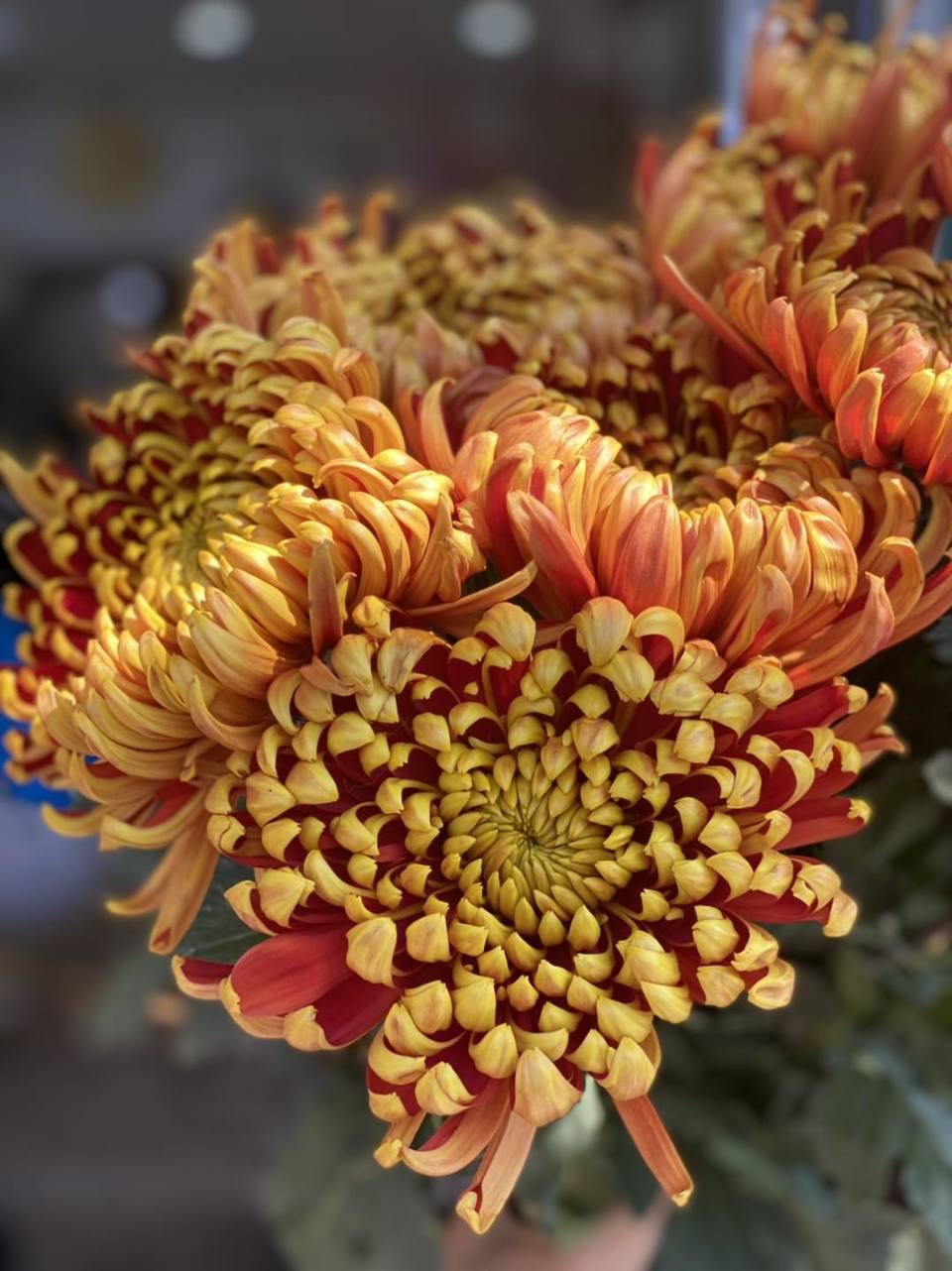 Tử vi hôm nay 15/1/2023 của 12 cung hoàng đạo - Ảnh 1