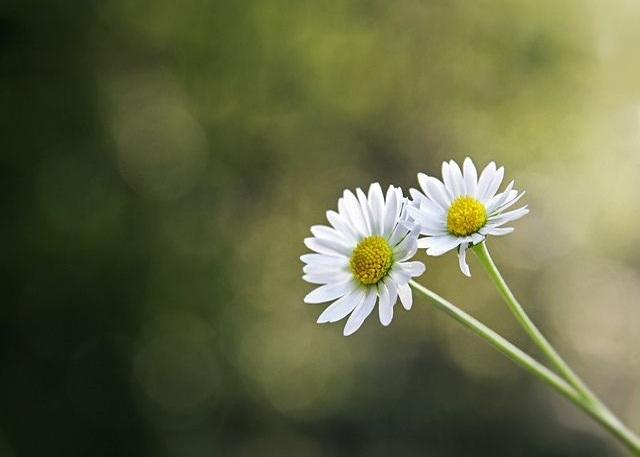 Tử vi ngày 15/6/2022: Tuổi Mão đừng vội chùn bước, tuổi Thân dễ bị tổn thương