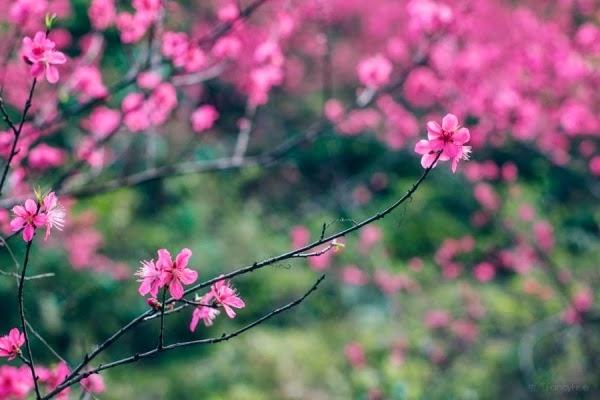 Tử vi ngày 22/1/2023: Tuổi Mão tài lộc tích cực, tuổi Tỵ tình cảm khởi sắc