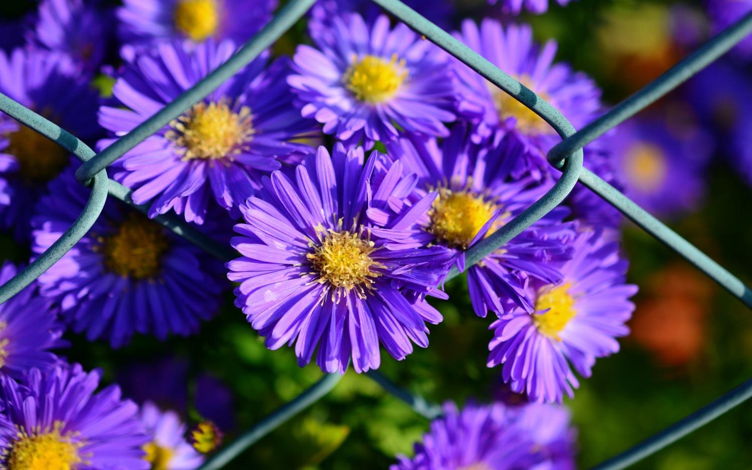 Tử vi ngày 25/4/2022: Tuổi Tỵ được người yêu mến, tuổi Hợi nhiều chuyện phức tạp