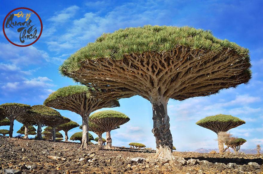 cây gỗ huyết rồng với hình nấm độc đáo