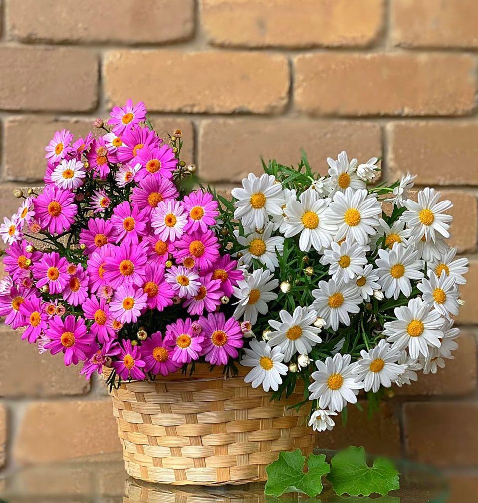 Tử vi hôm nay 2/6/2022 của 12 cung hoàng đạo - Ảnh 1