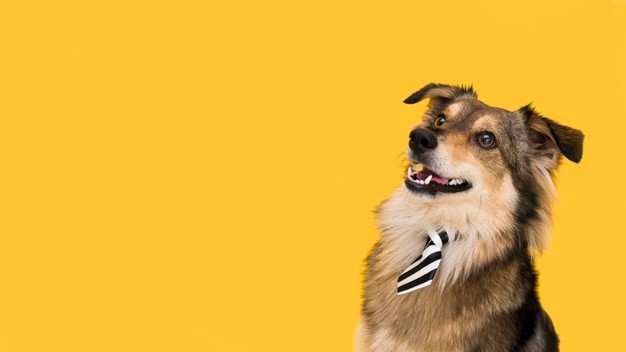 Xem tử vi 2022 tuổi Tuất