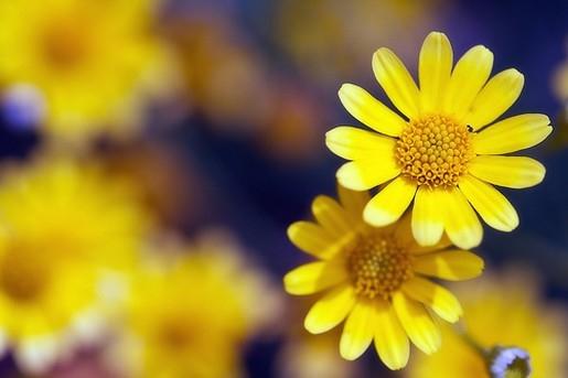 Tử vi ngày 6/4/2022: Tuổi Thìn chuyện ngoài dự kiến, tuổi Hợi có nhiều niềm vui