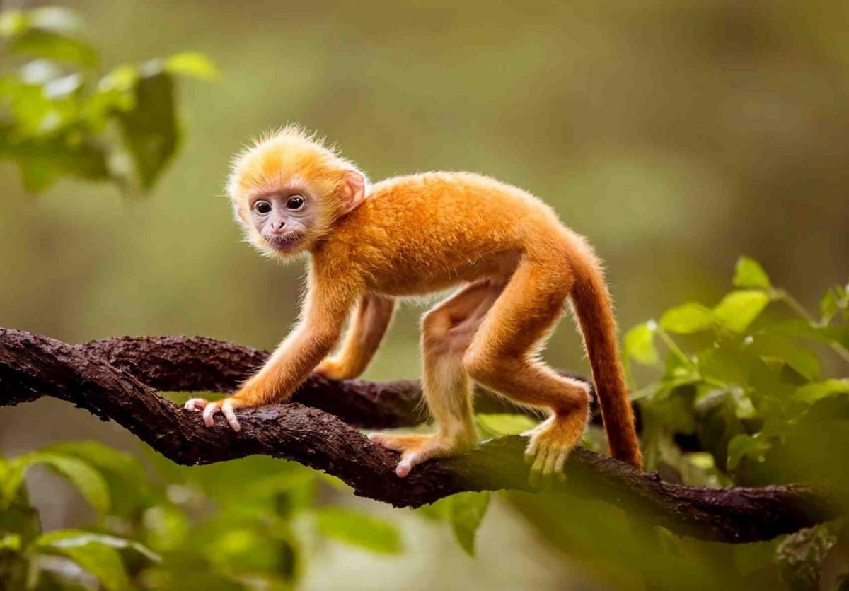 tổng quan tử vi tuổi mậu thân năm 2022 nữ mạng