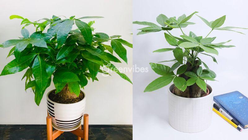 Cây cảnh để phòng khách - Greenvibes